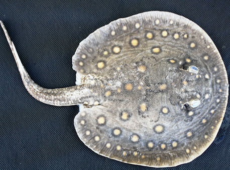 110216-cotidiano-arraia-ascomufac