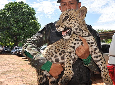 190216-cotidiano-onca-cleriston2