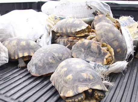 160316-policia-carnejabuti-juruaonline