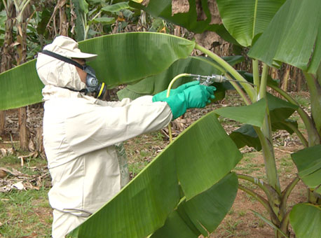 220316-cotidiano-banana-tvgazeta