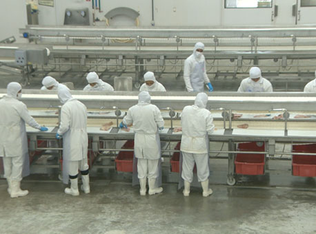 240316-cotidiano-peixesdaamazonia-tvgazeta