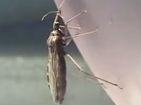 050516-cotidiano-barbeiro-reproducao2