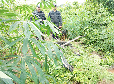 220516-policia-maconhaplantacao-cleriston2