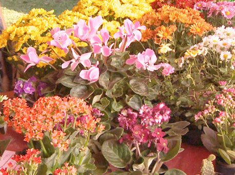 300516-cotidiano-flores-tvgazeta