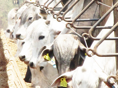 060616-cotidiano-boinopasto-divulgacao