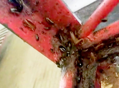 170616-cotidiano-baratas-cedida2