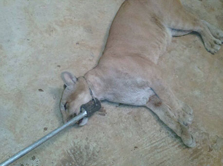 270616-cotidiano-oncarecapturada-cedida3