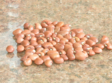 290616-cotidiano-feijao-tvgazeta