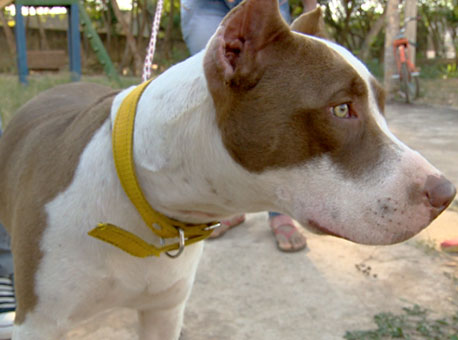 220716-cotidiano-pittbulls-tvgazeta