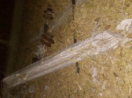 080816-policia-acidentegraveplácido