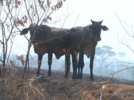 260816-cotidiano-gado-sempasto