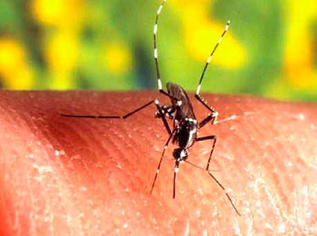 0512-cotidiano-mosquito-ministeriodasaude