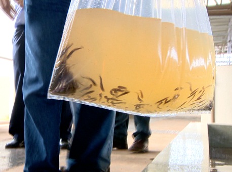 071016-cotidiano-peixes-probibidos