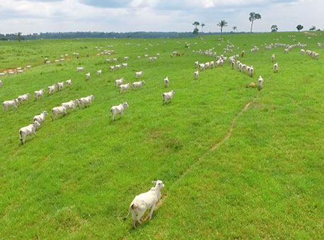 101016-cotidiano-pecuaria-tvgazeta