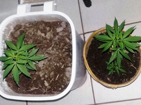 151116-policia-pesdemaconha-cedida