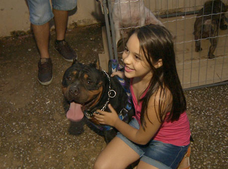 211116-cotidiano-pittbulls-tvgazeta2