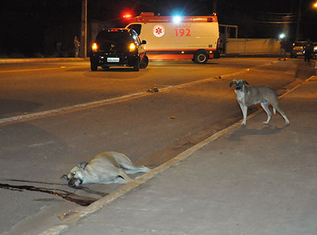 281116-cotidiano-cachorroacidente-cleriston