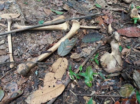 271216-policia-ossada-brasileia