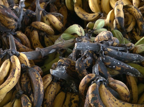 270617-cotidiano-banana-sem-mercado