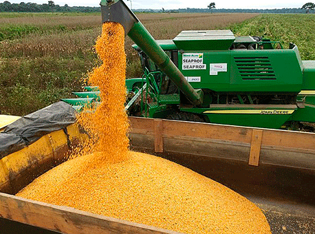 021017-concurso-milho-agenciadenoticias