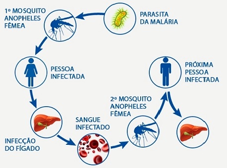 020218-cotidiano-malária