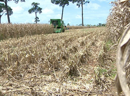 261219-milho-embrapa-pesquisa