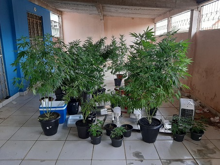 08-05-20 maconha apreendida