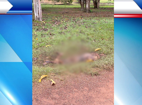 26062020-caseiro-morto