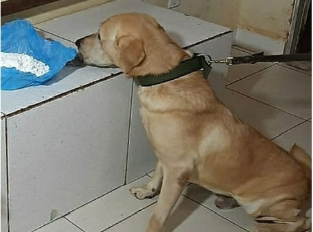 25-07-20-dog-policia-militar-apreensao