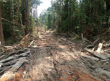 13-09-20-cruzeiro-derrubada-e-queimada-ilegal