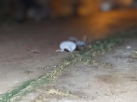 14-09-20-homicidio-jovem-rui-lino