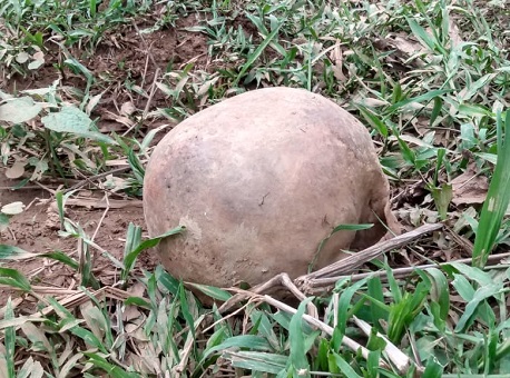 21-10-20-cranio-humano-encontrado-em-senador-guiomard