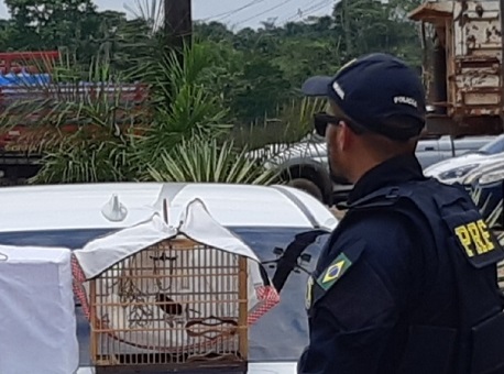 21-10-2020-prf-no-acre-resgata-pássaros-silvetres-que-seriam-levados-para-o-amazonas