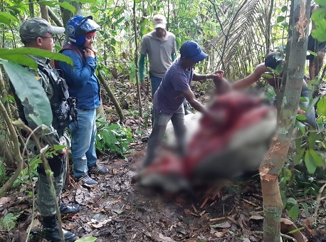 28-11-2020 policia-militar-prende-homem-que-furtou-e-esquartejou-boi-de-arrasto