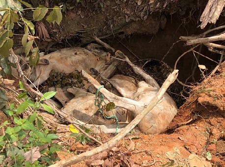 02-12-20-gado-roubado-interior