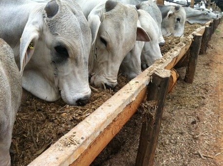 04-01-2021 pm-recupera-cerca-de-60-cabeças-de-gado