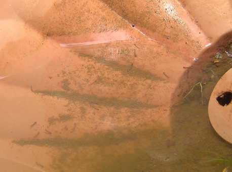 19-01-2021 casos-de-dengue-aumentam-no-acre