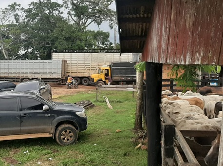 12-02-21-gado-roubado-policia-civil