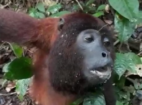 16-03-21-macaco-sem-ar