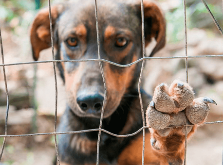 13-05-21 maus-tratos-a-animais