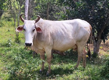 27-05-21 gado-roubado