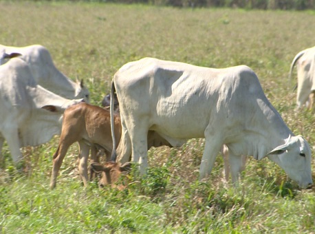 14-06-21-Raiva bovina