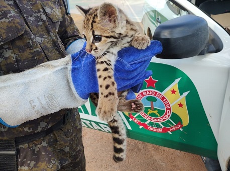 18-06-21 morador-entrega-filhote-de-jaguatirica-a-batalhao-ambiental