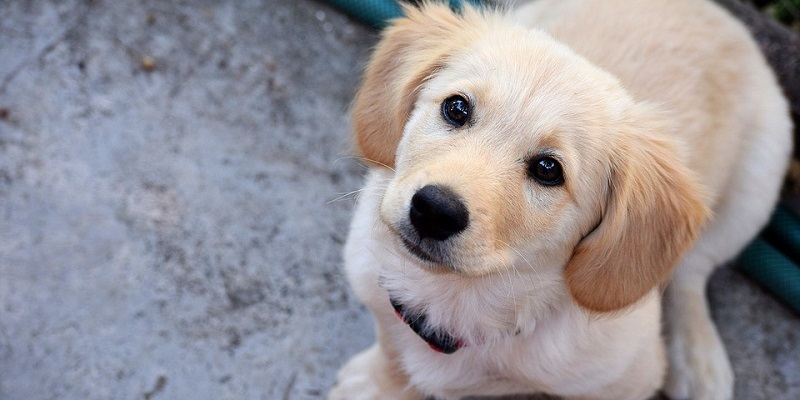 Quem maltratar animais no Acre terá que custear tratamento veterinário