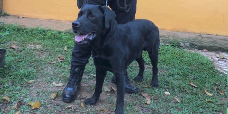 Narco, cão policial civil, ganha bolo de aniversário de agentes