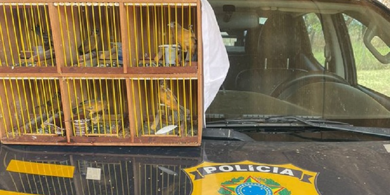 Seis aves silvestres são resgatadas na BR-317, em Senador Guiomard