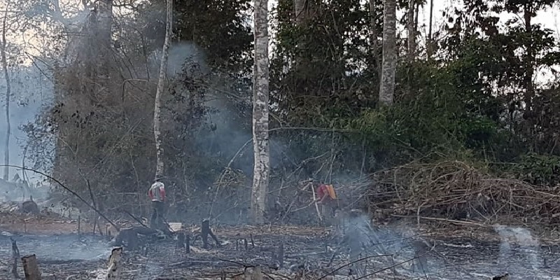 Floresta da Embrapa foi a única área atingida por incêndio 