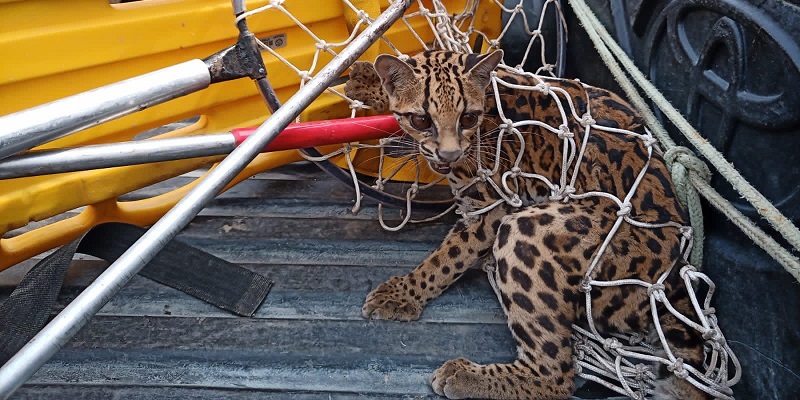 Bombeiros resgatam jaguatirica na beira da estrada