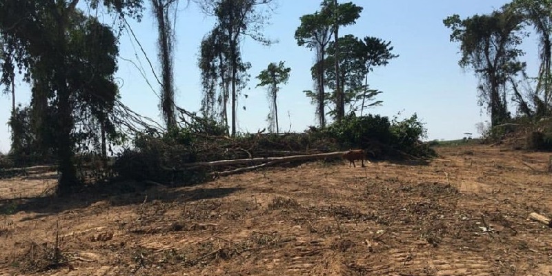 Duas pessoas são presas em desmatamento ilegal no Acre