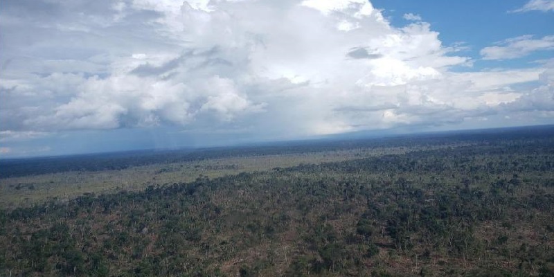 Antimary: PF combate organização responsável por desmatamentos